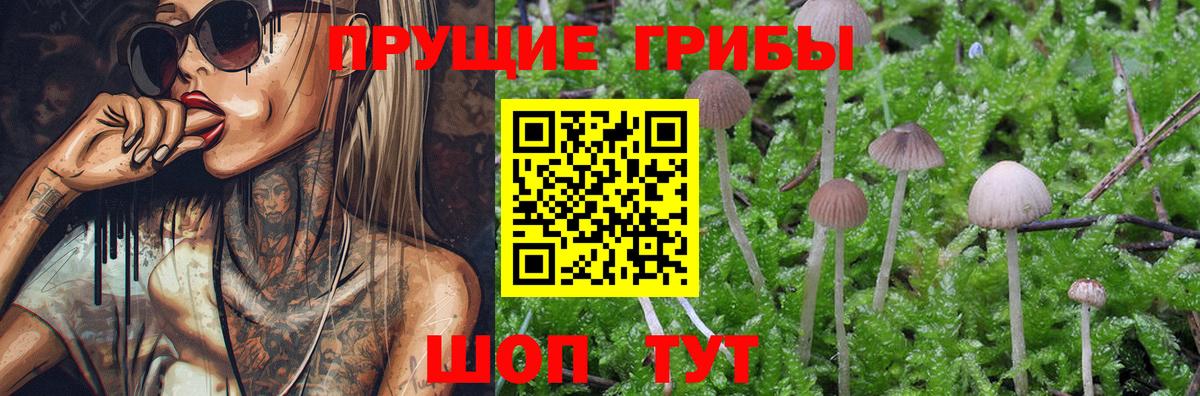 Галлюциногенные грибы Psilocybine cubensis Юрга